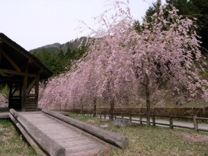 林道沿いの桜が満開で綺麗でした