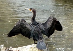 例の黒い鳥。に似ているカワウ。（Wikipediaより）